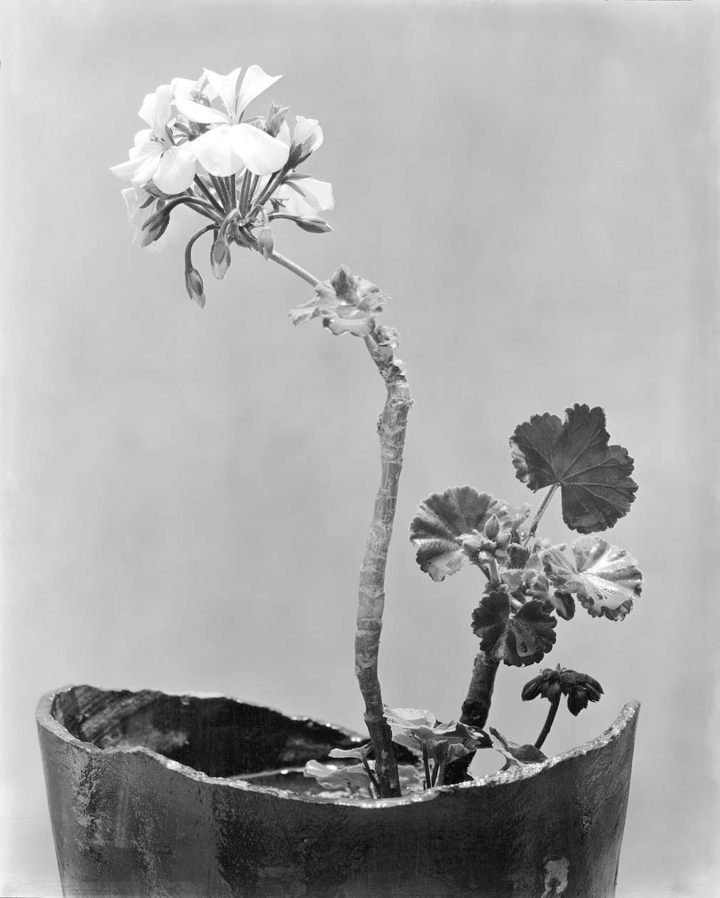 Geranium, Mexico City, noin 1924 tekijältä Tina Modotti