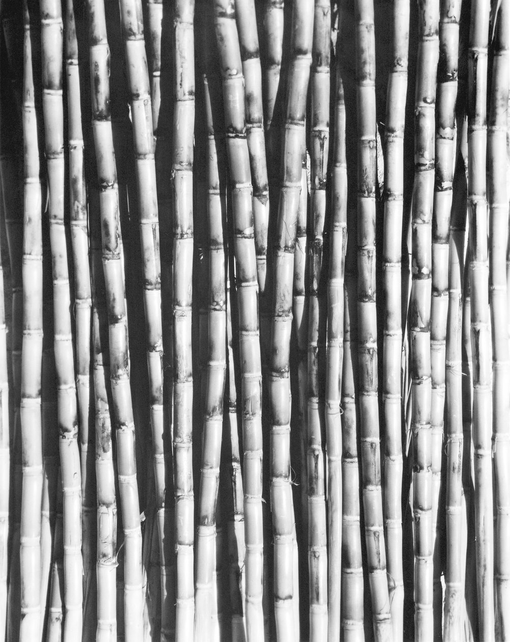 Sokeriruoko, Meksiko, 1929 tekijältä Tina Modotti