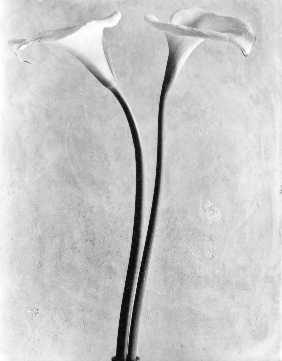 Calla Lilies, Mexico City, 1925 tekijältä Tina Modotti