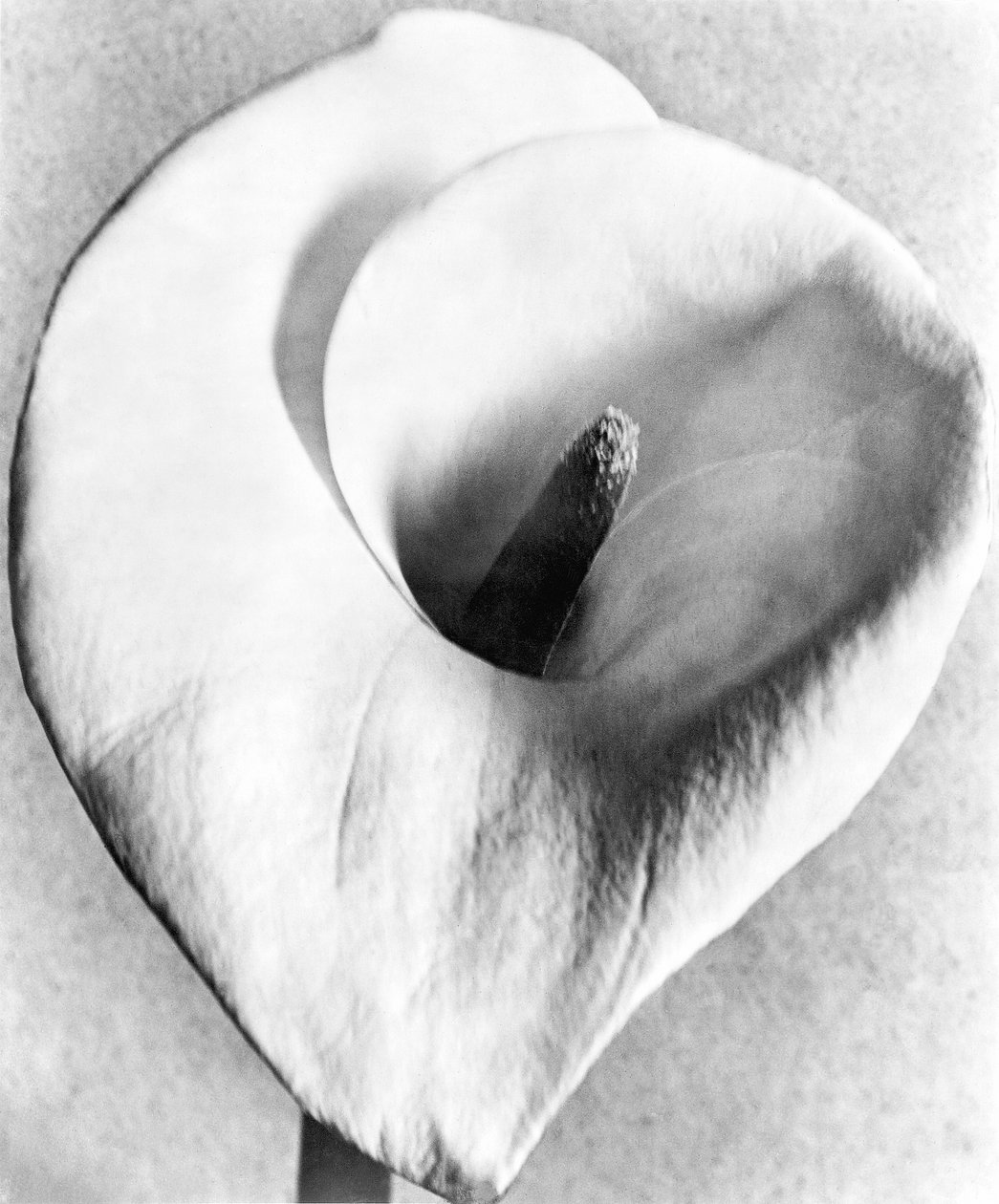 Calla Lily, Mexico City, 1925 tekijältä Tina Modotti