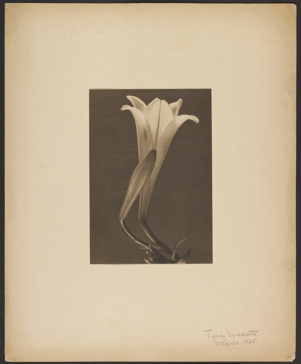 Nro 1. tekijältä Tina Modotti