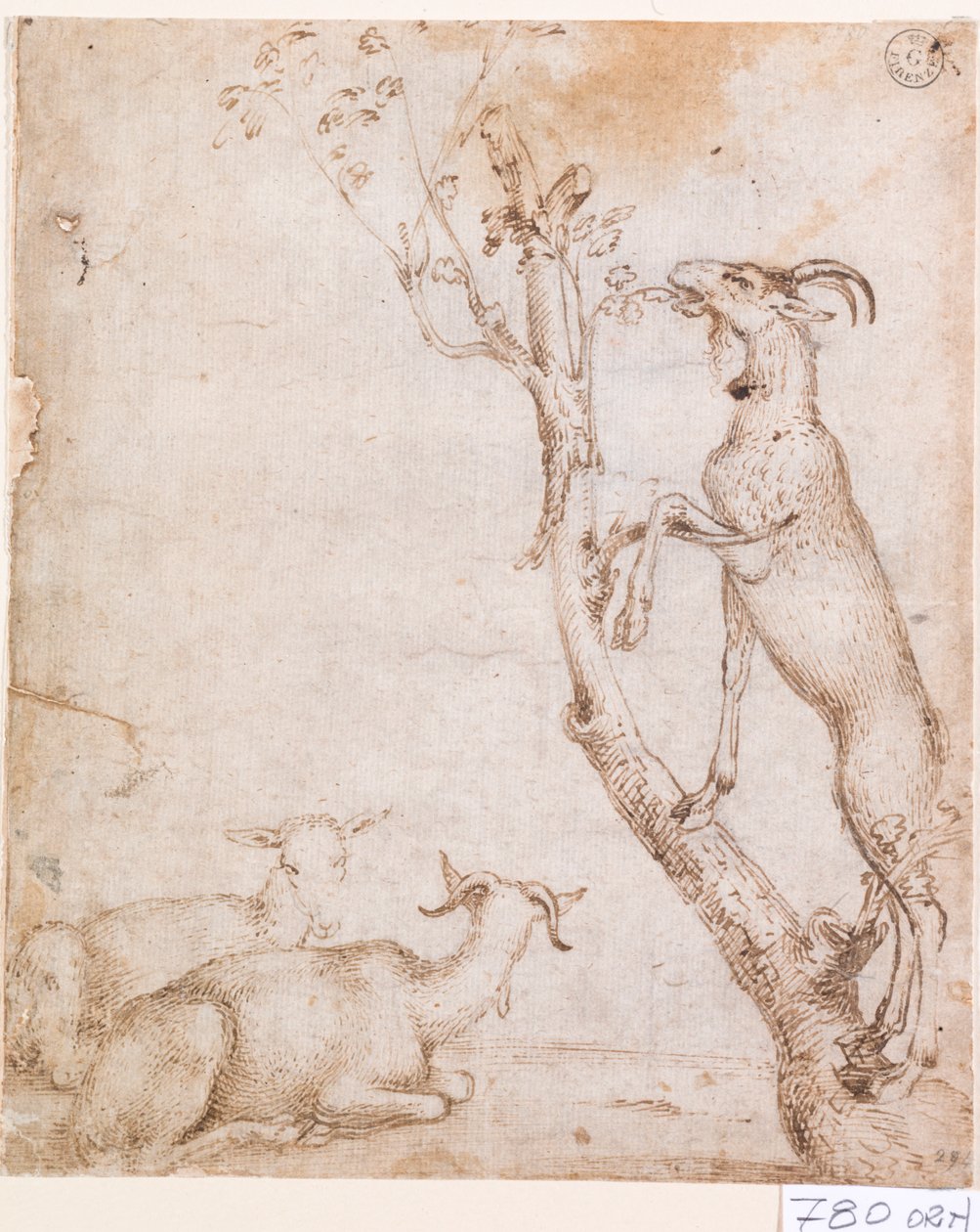 Vuohet laitumella (kynä ja muste paperille) tekijältä Titian (c.1488 1576)