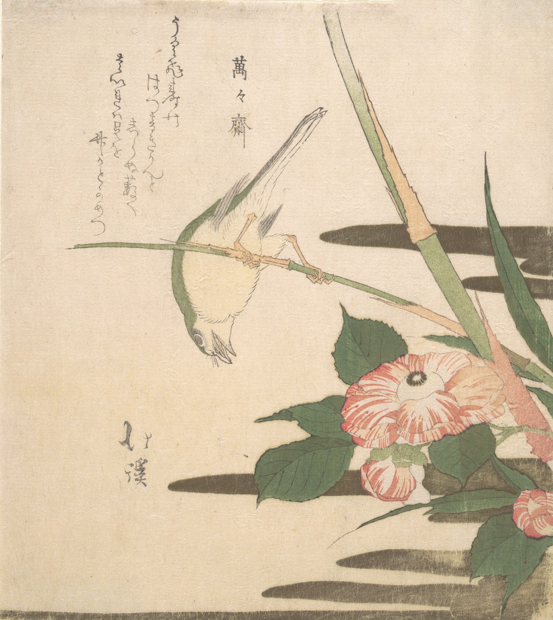 Warbler ja Camellia, n. 1815-20. tekijältä Totoya Hokkei