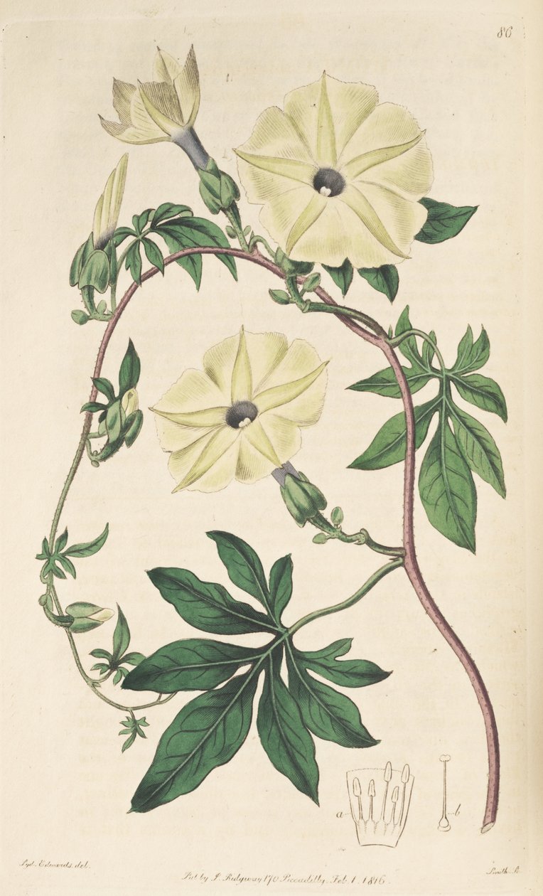 Ipomoea tuberculata tekijältä Unbekannt Unbekannt