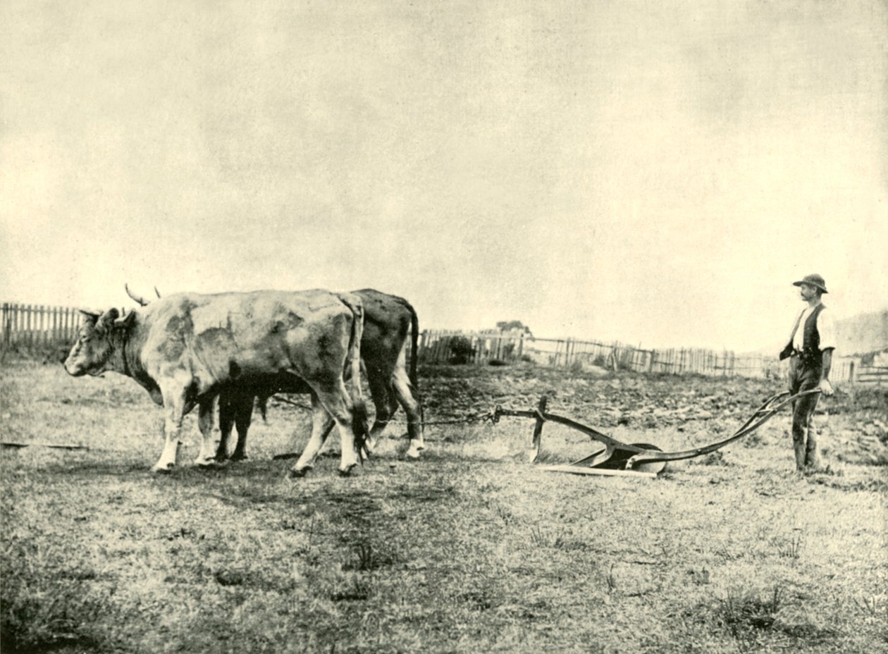 Bullock Plough Team, 1901. tekijältä Unbekannt