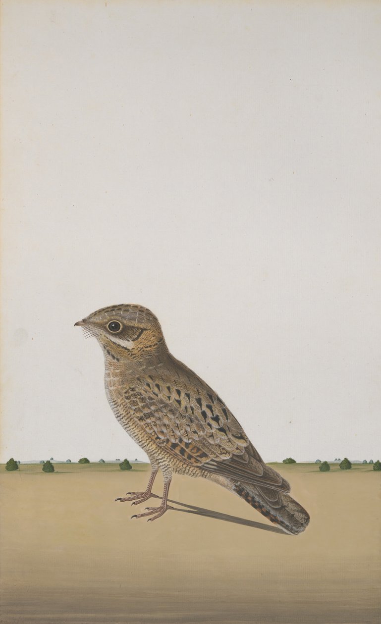 Tavallinen intialainen yökurkku Caprimulgus asiaticus, ca. 1780 tekijältä Unbekannt