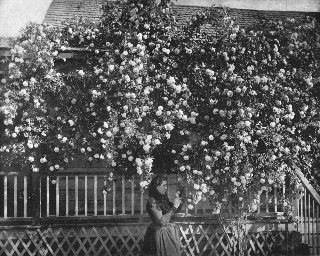 A Rose-Decked Home, Etelä-Kalifornia, USA, c1900. tekijältä Unbekannt