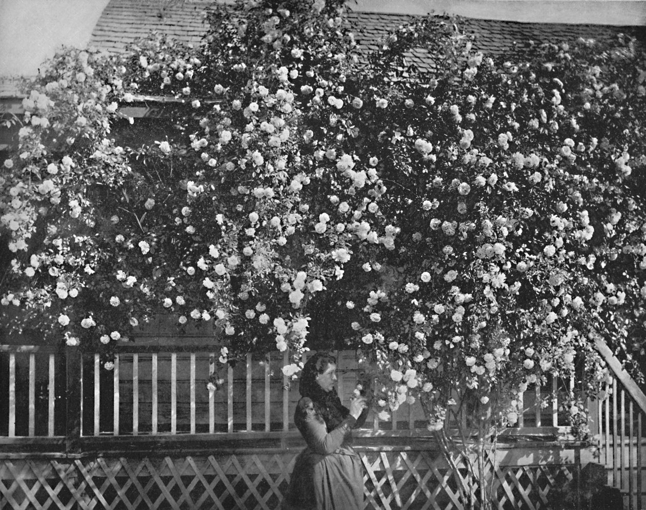 Rose-Decked Home, Etelä-Kalifornia, 1897. tekijältä Unbekannt