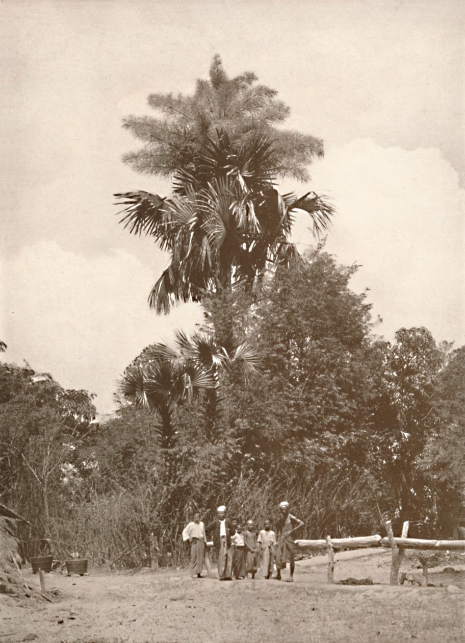 Talipot-palmu kukassa, 1900. tekijältä Unbekannt
