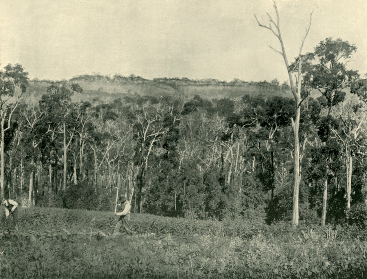 Victorian Mountain Farm, 1901. tekijältä Unbekannt