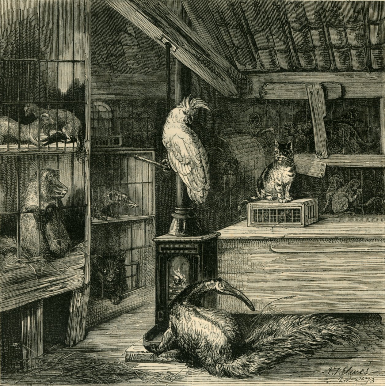 Wild-Beast Shop, 1873. tekijältä Unbekannt