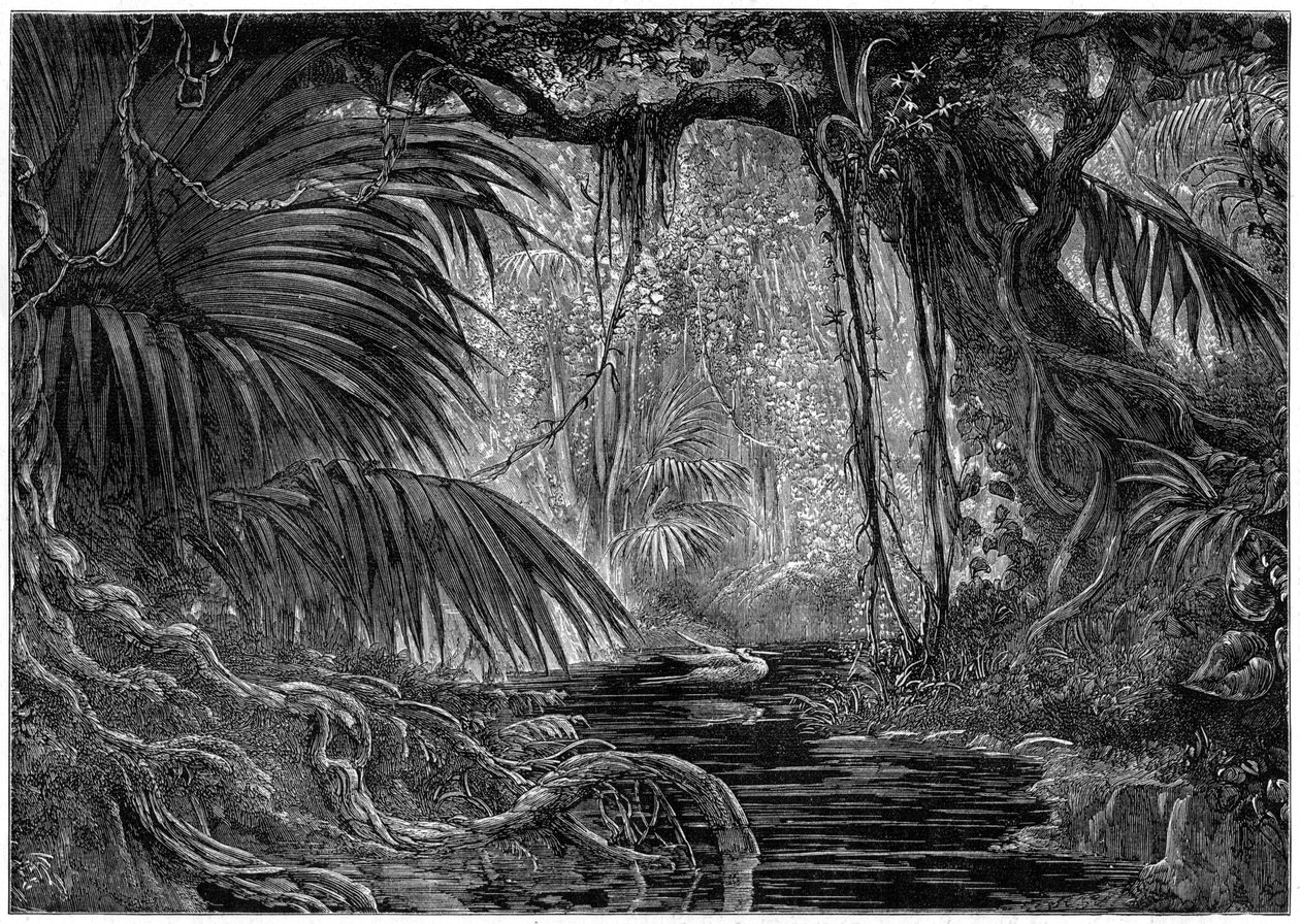 Metsäkohtaus Perussa, 1877 tekijältä Unbekannt