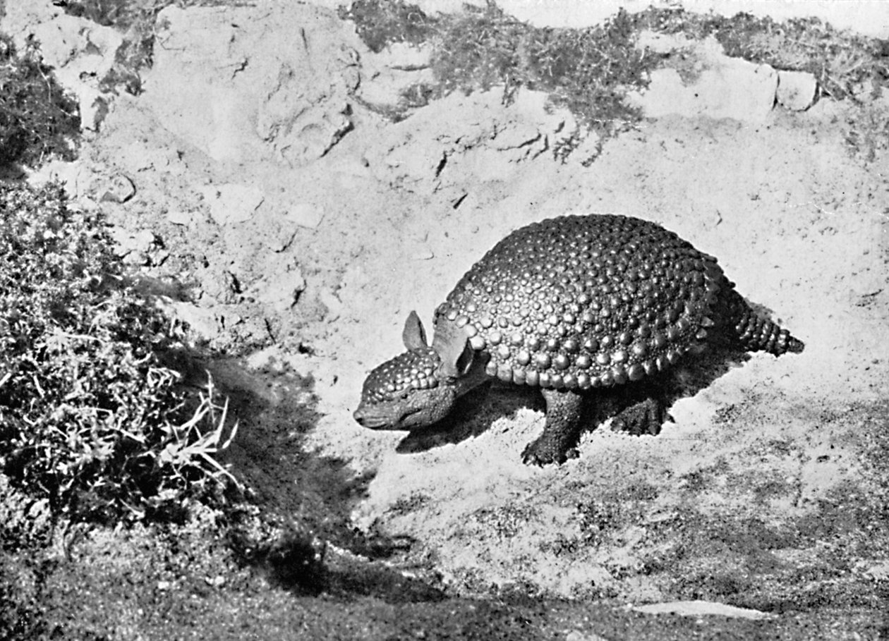 Glyptodon, 1900-luku tekijältä Unbekannt