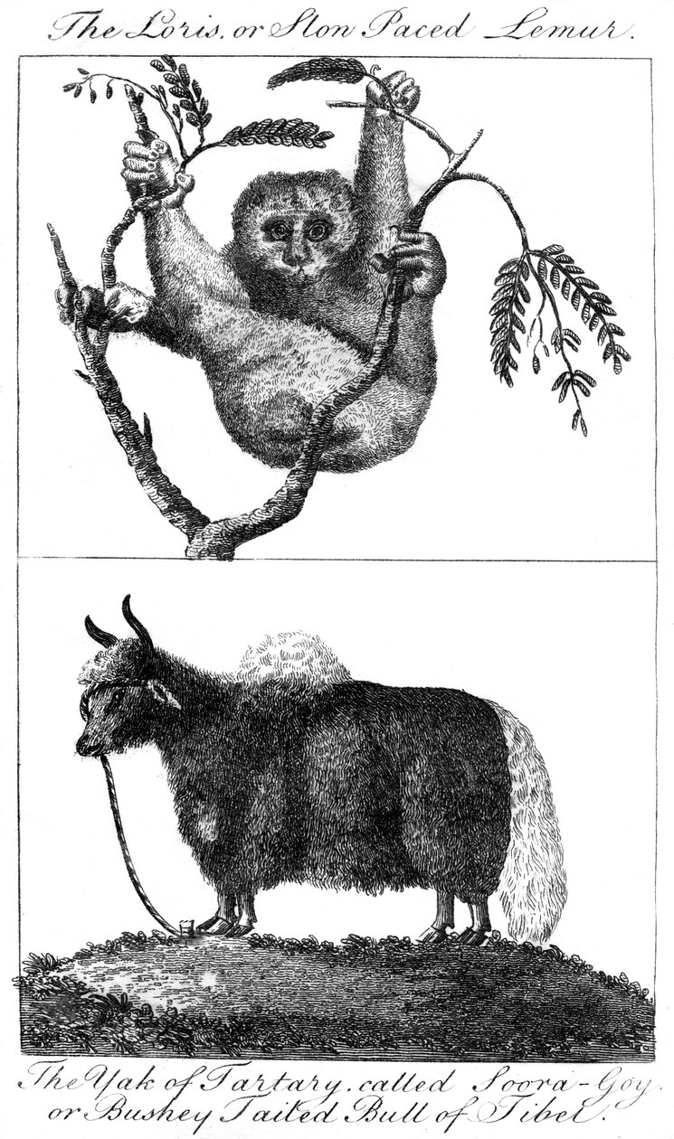 Loris ja jakki, 1799 tekijältä Unbekannt