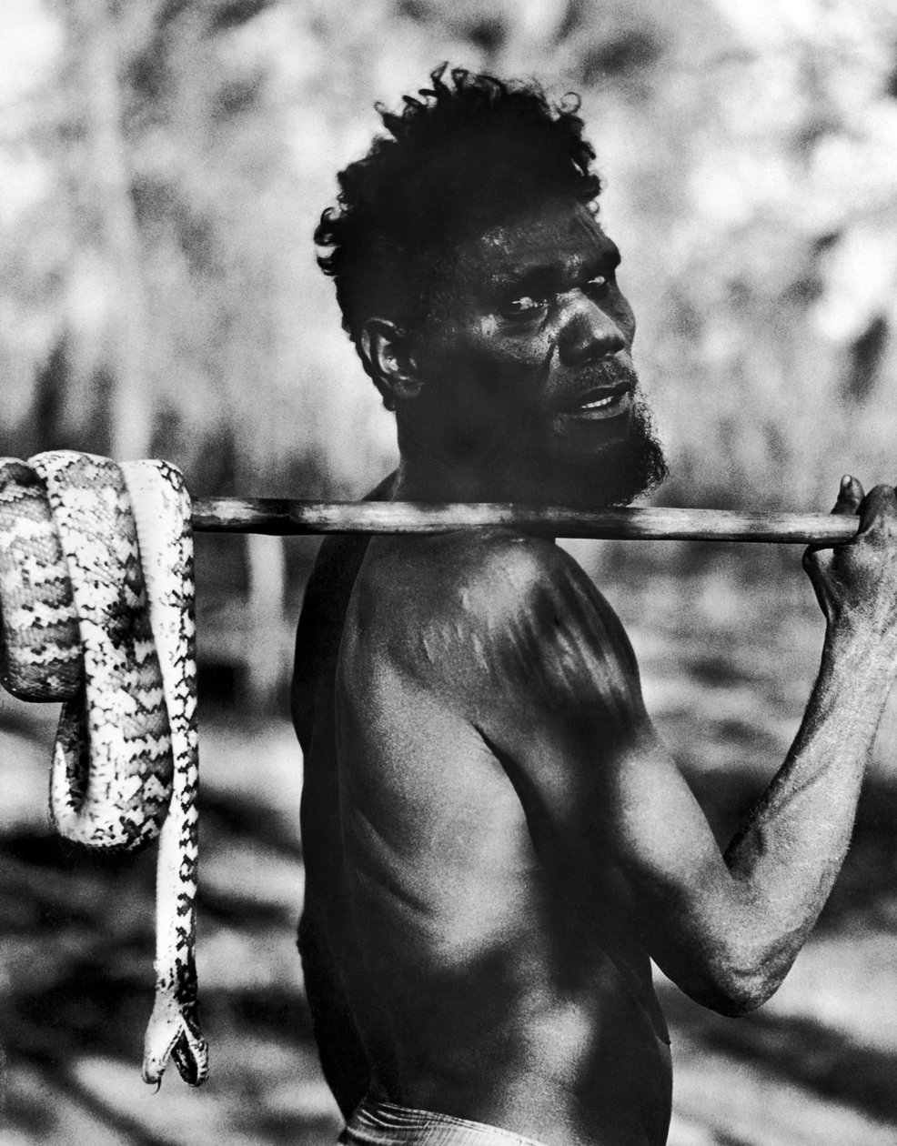 Aborigine with Snake (m/w kuva) tekijältä Unbekannt