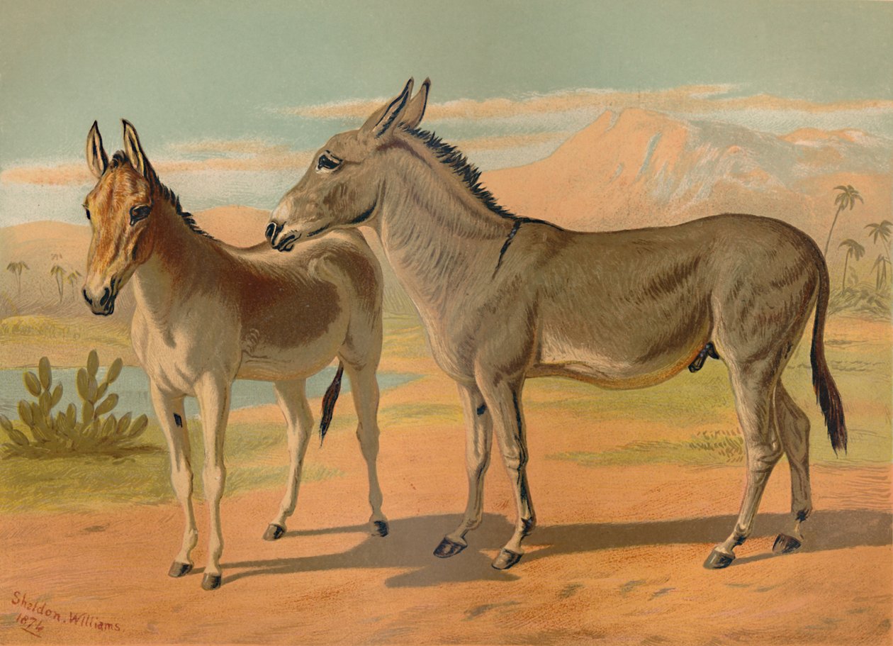 Abessinian villi urosaasi ja naarasintialainen onager, n. 1879. tekijältä Unbekannt