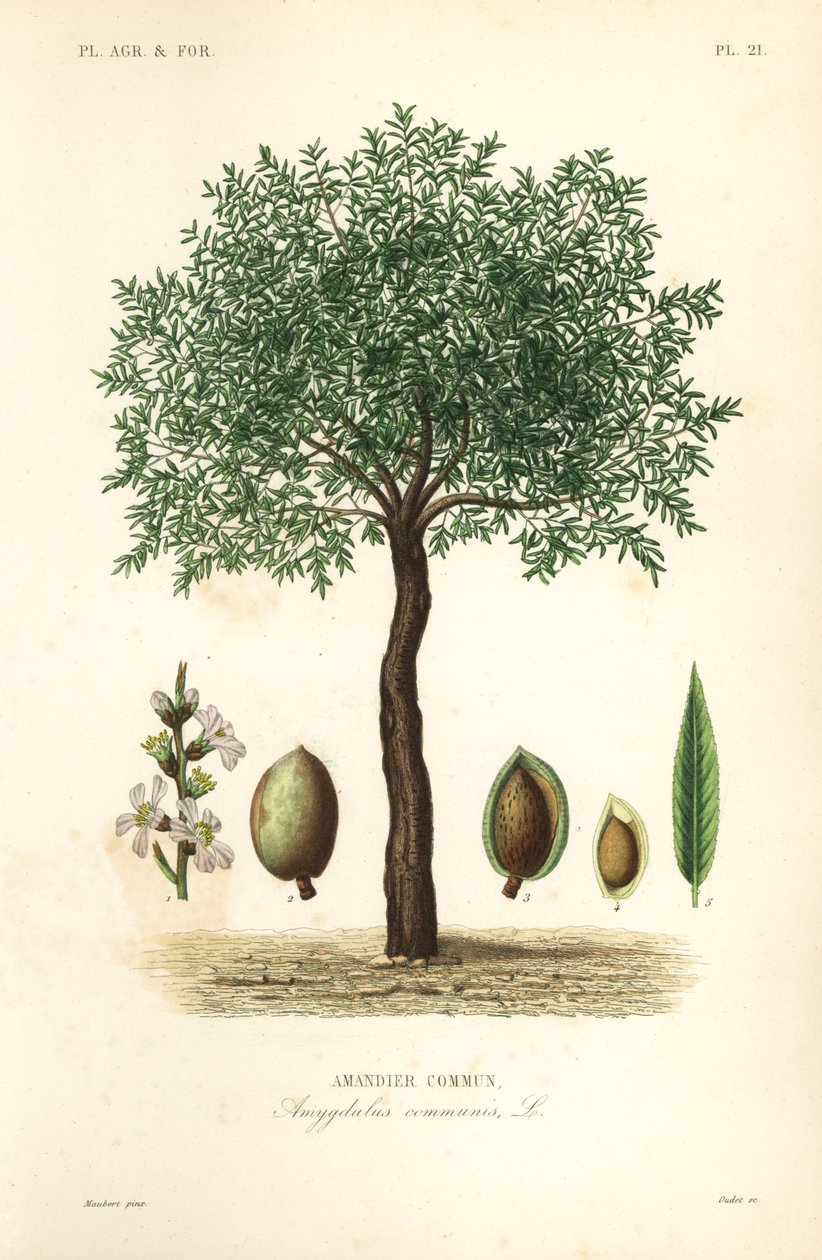 Mantelipuu, Prunus dulcis, tavallinen mantelipuu tekijältä Unbekannt