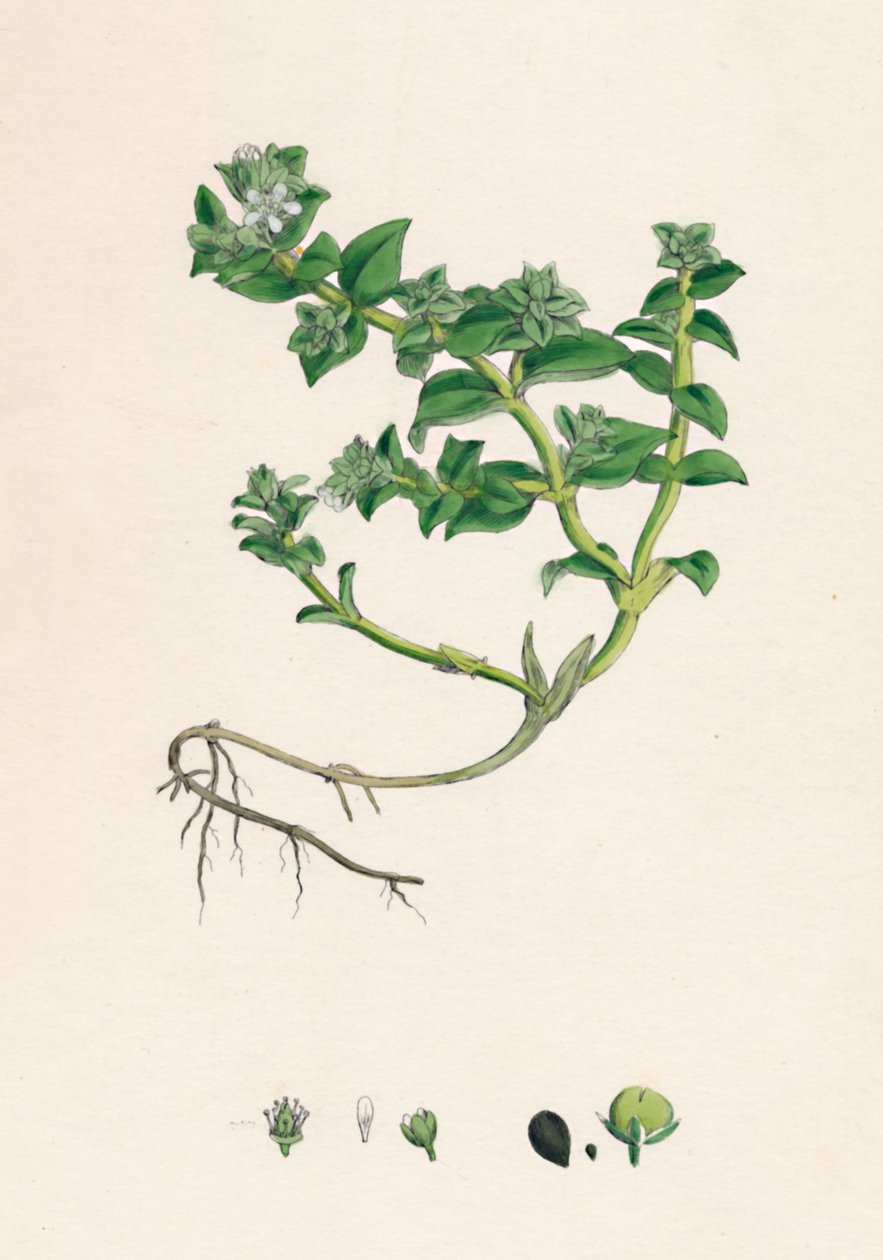 Alsine peploides. Purslane, 1800-luku tekijältä Unbekannt