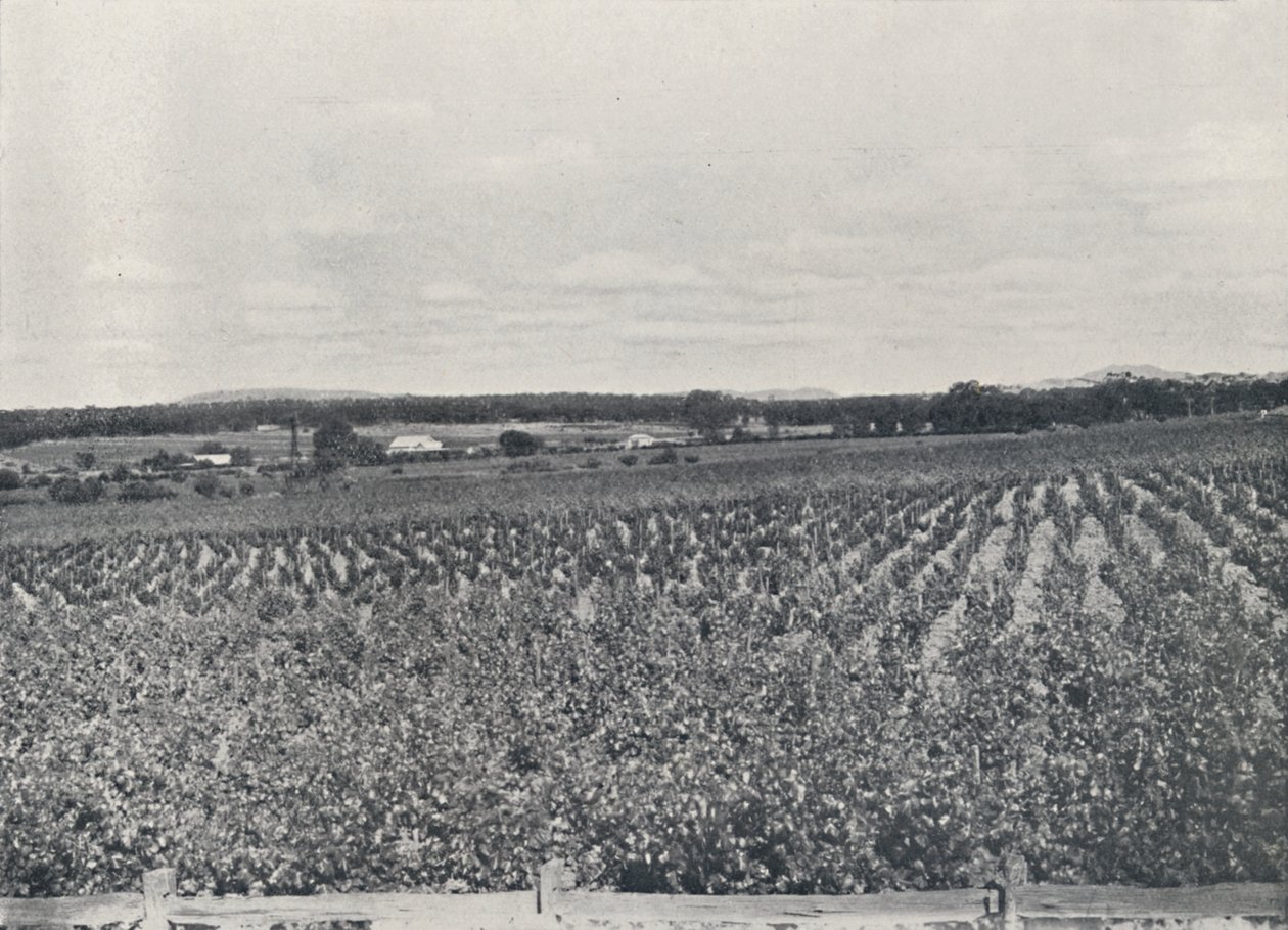 Australian Vineyard, 1923. tekijältä Unbekannt