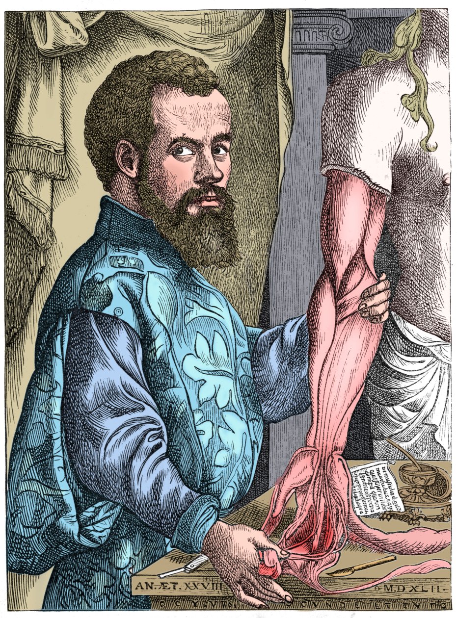 Andreas Vesalius, 1500-luvun flaamilainen anatomi tekijältä Unbekannt