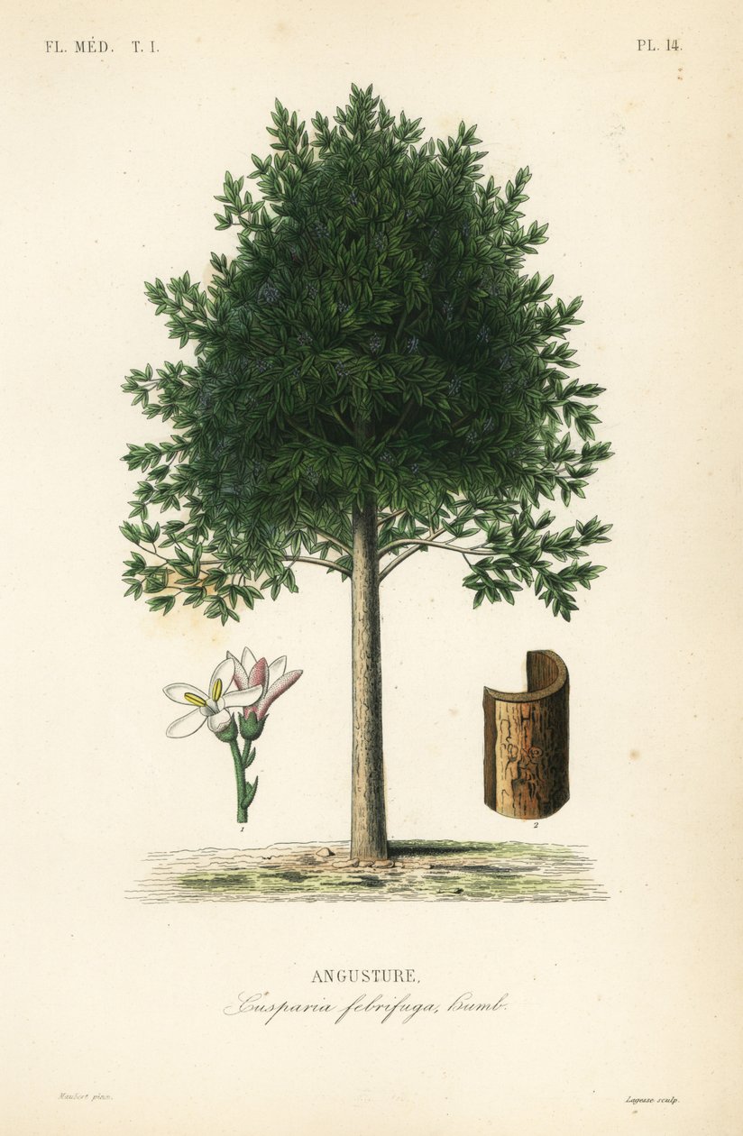 Angostura trifoliata, Cusparia febrifuga, Angusture tekijältä Unbekannt