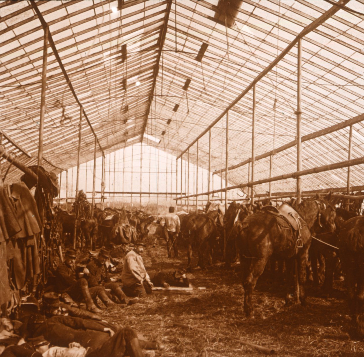 Tykistöhevoset, c1914-c1918 tekijältä Unbekannt