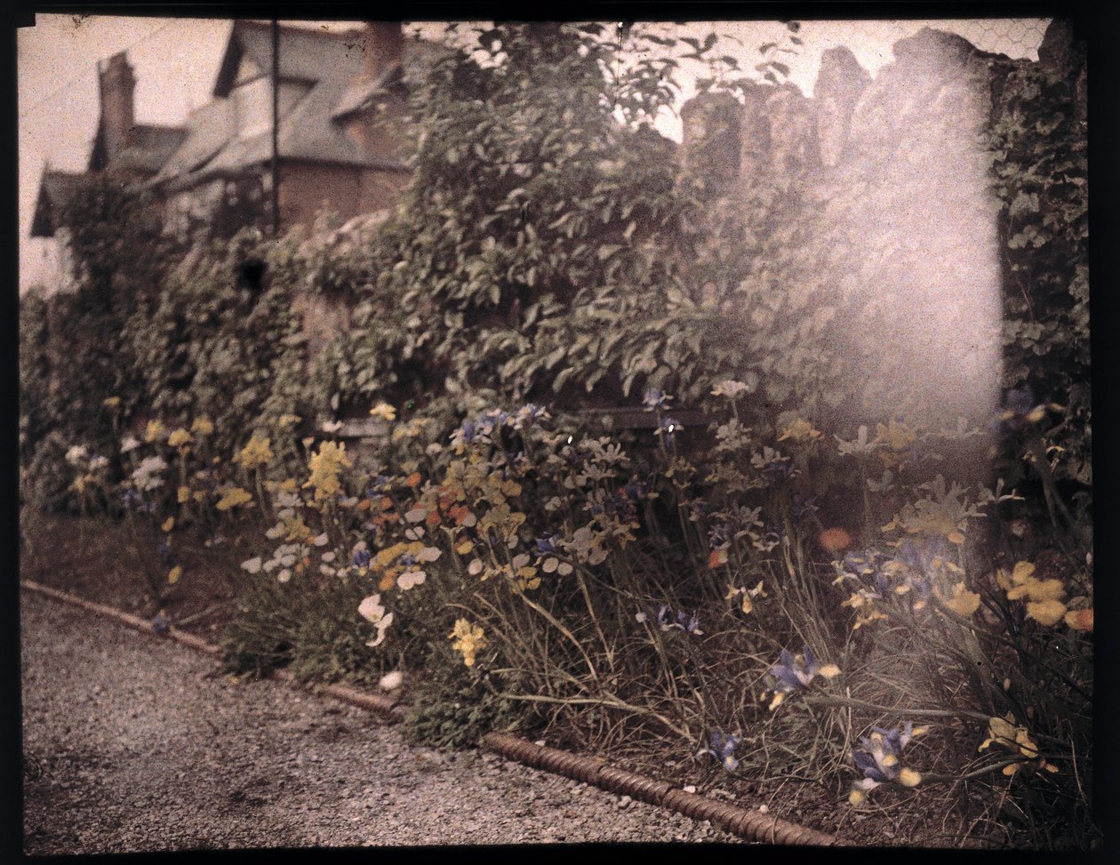 Kukkien autokromi, c 1908 tekijältä Unbekannt