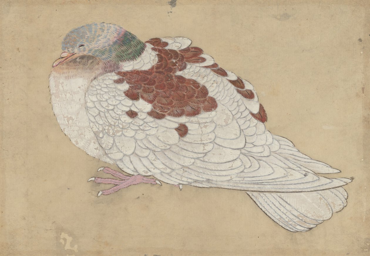 Lintu, 1700-luku. tekijältä Unbekannt