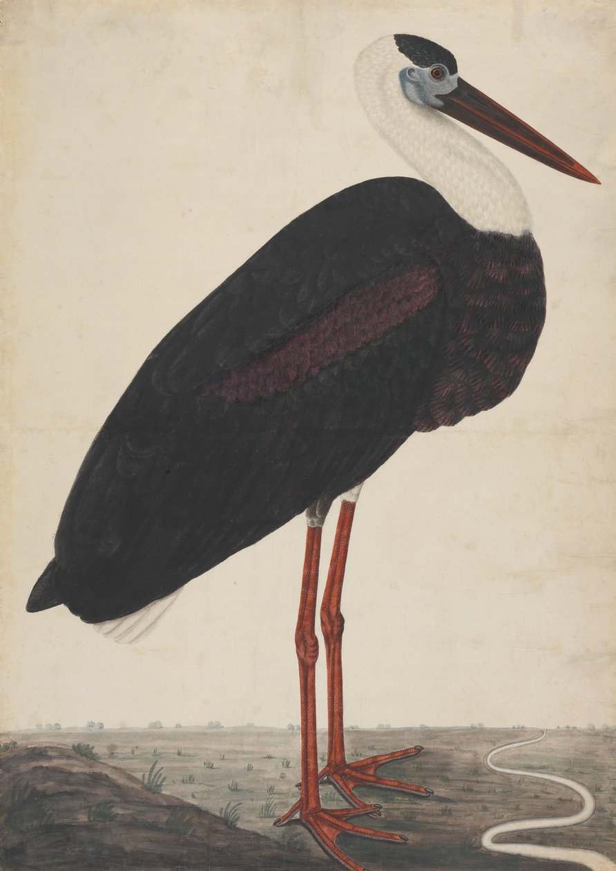 Musta haikara maisemassa, n. 1780. tekijältä Unbekannt