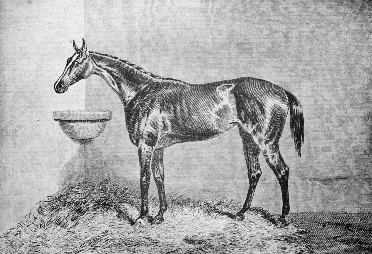 Blink Bonny, 1854-1862, 1911 tekijältä Unbekannt