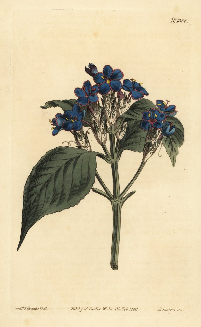Sinisalvia, Eranthemum pulchellum (sinikukkainen justicia, Justicia nervosa) tekijältä Unbekannt