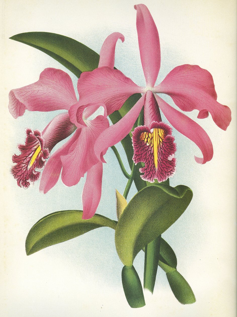 Kasvitieteellinen lauta/Cattleya maxima var. Malouana/Lindenia tekijältä Unbekannt