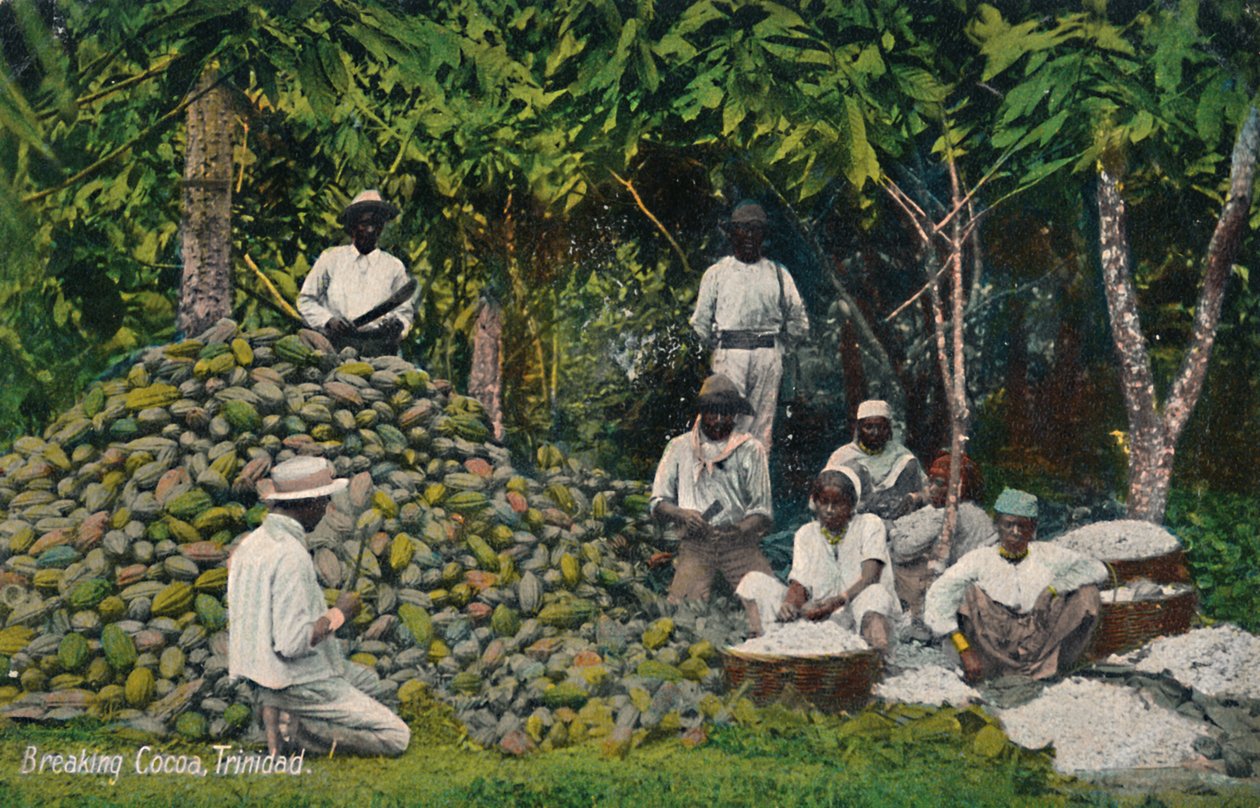 Breaking Cocoa, Trinidad, 1900-luvun alku. tekijältä Unbekannt