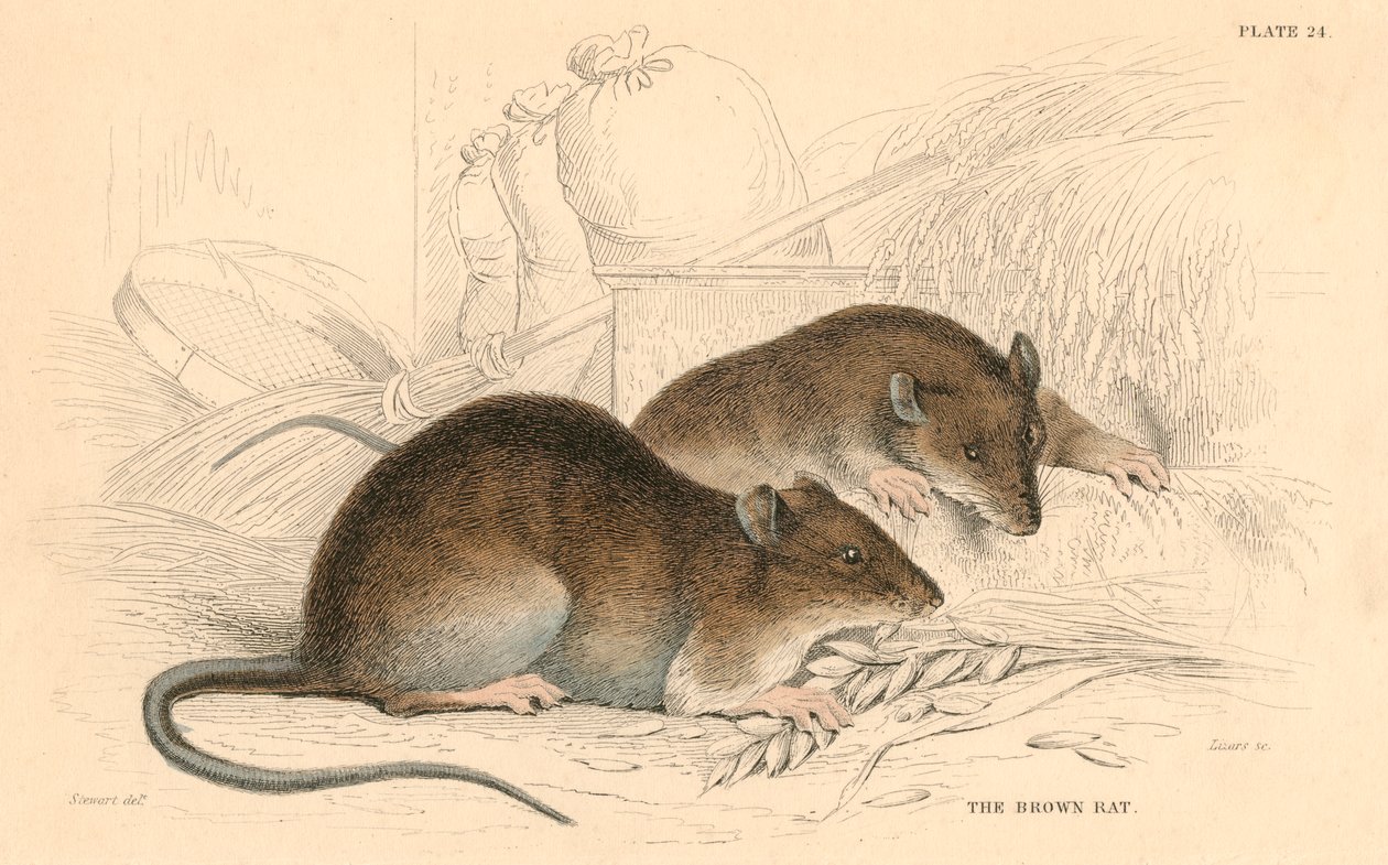 Ruskea rotta Rattus rattus, 1828 tekijältä Unbekannt