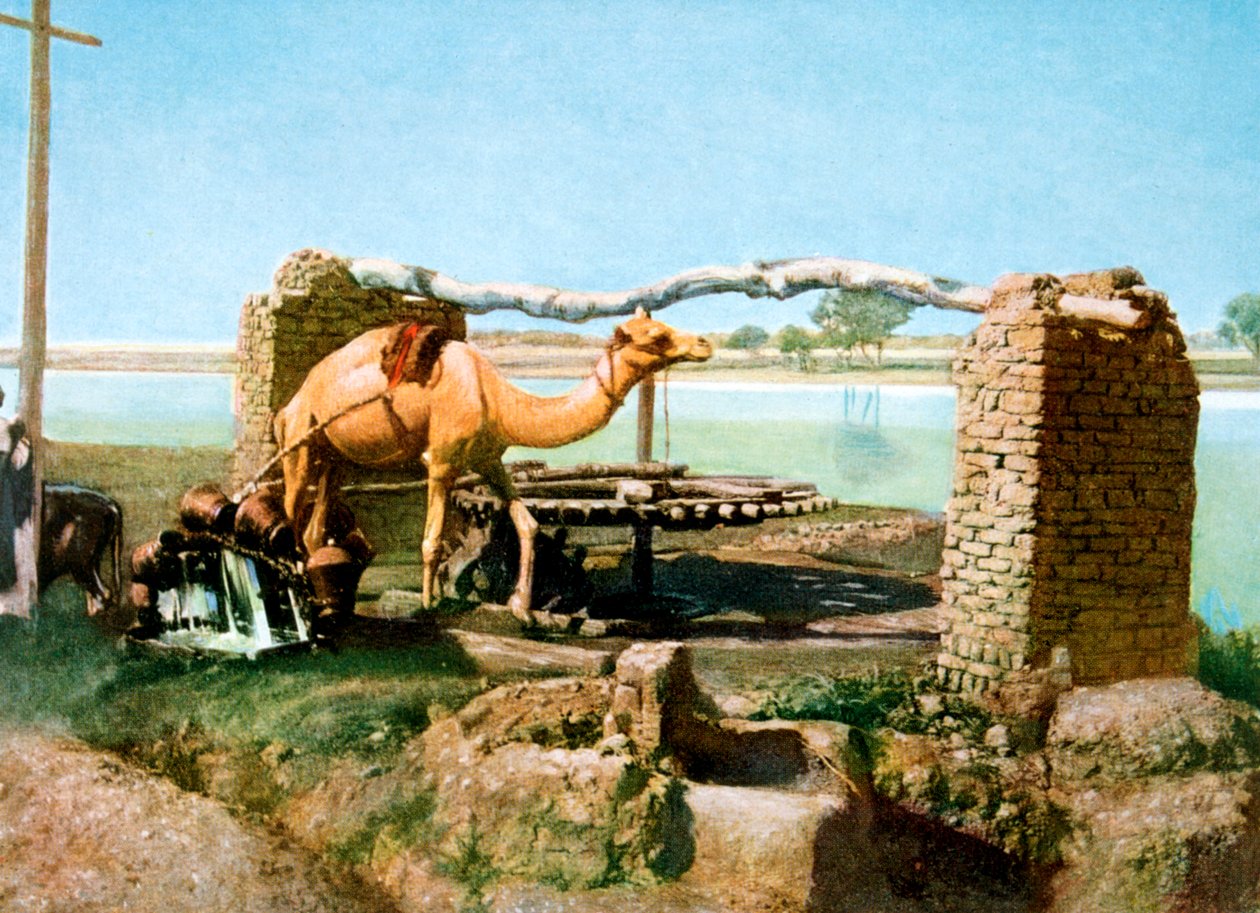 Kameli ja shaduf, Luxor, Egypti, 1900-luku tekijältä Unbekannt