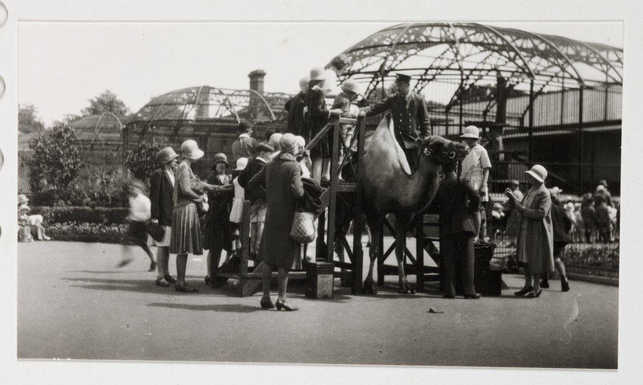 Kameliratsastus, n. 1930 tekijältä Unbekannt
