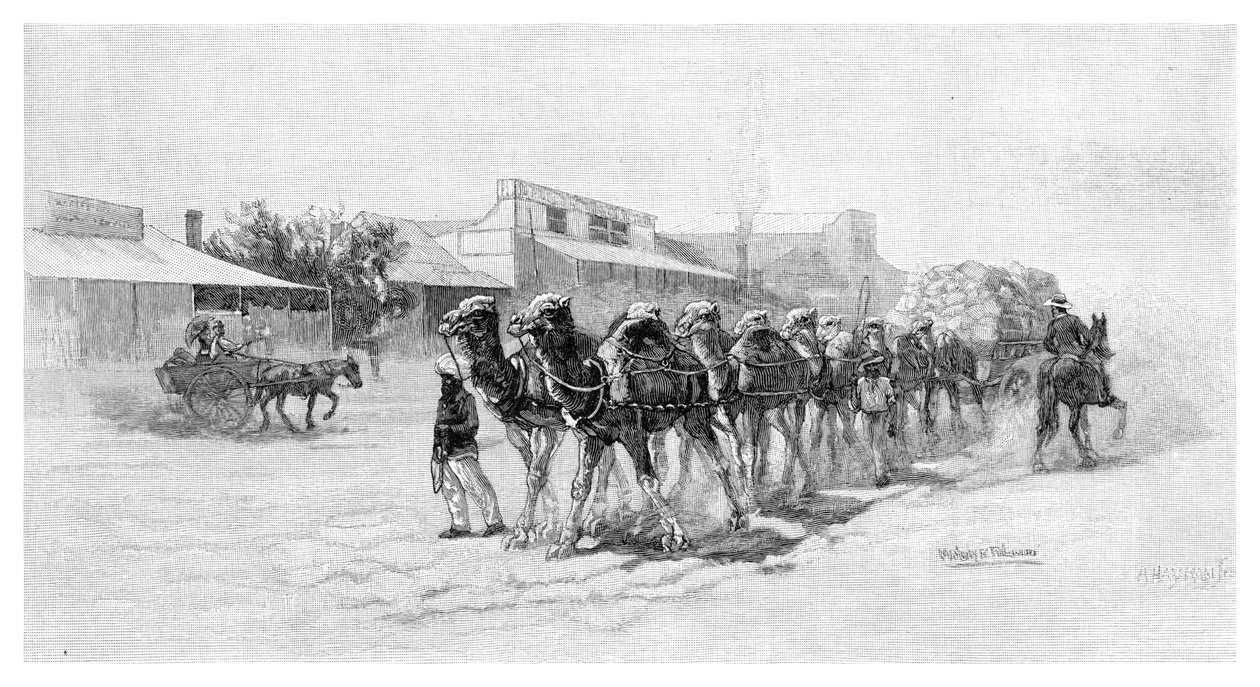 Kamelitiimi, Wilcannia, Uusi Etelä-Wales, Australia, 1886 tekijältä Unbekannt