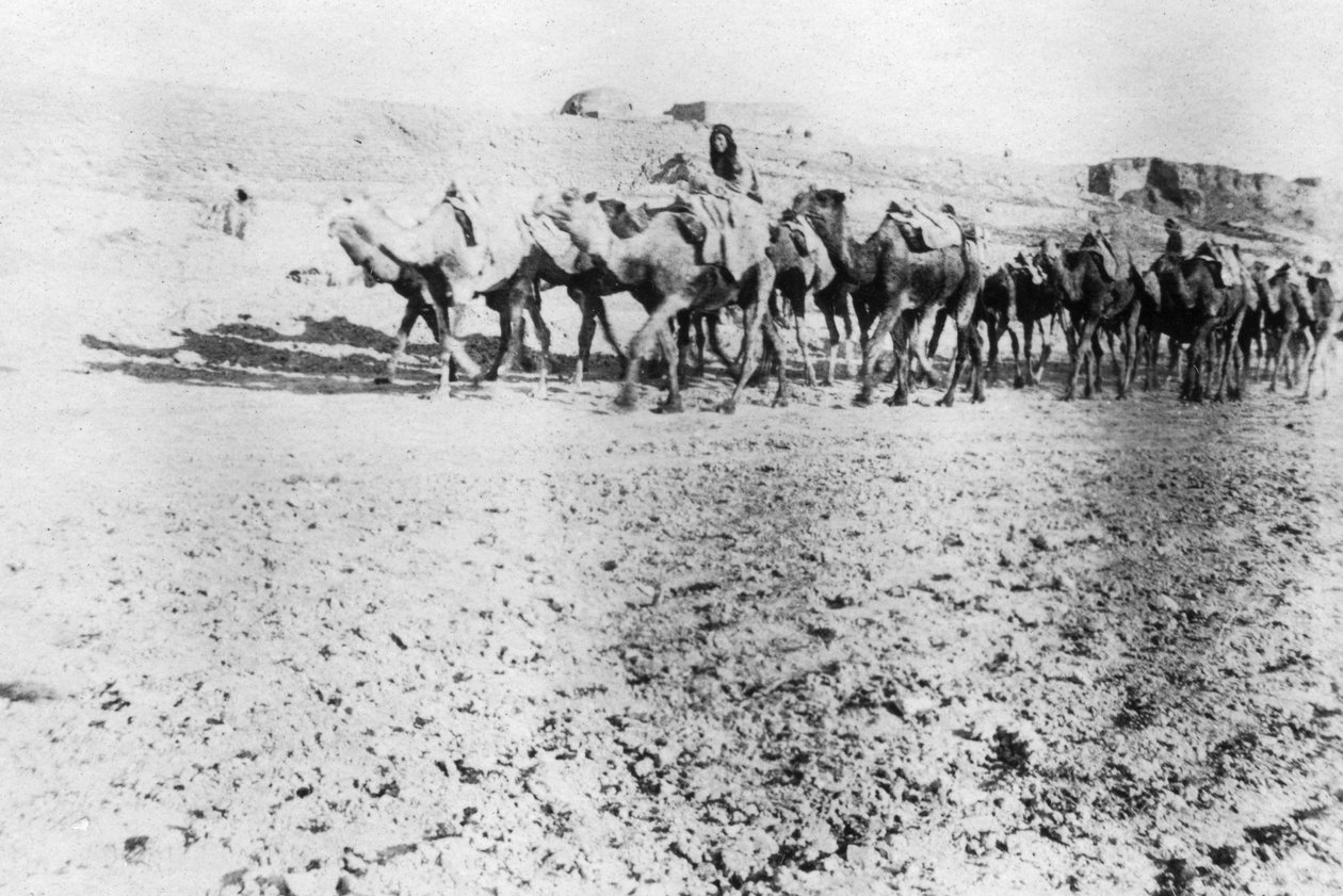 Kamelijuna, Mosul, Mesopotamia, 1918 tekijältä Unbekannt