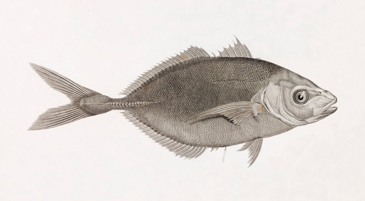 Caranx Lune, lähikuva tekijältä Unbekannt