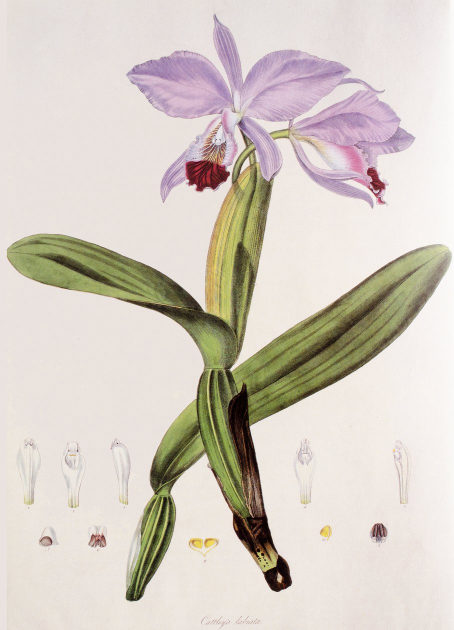 Cattleya labiata tekijältä Unbekannt
