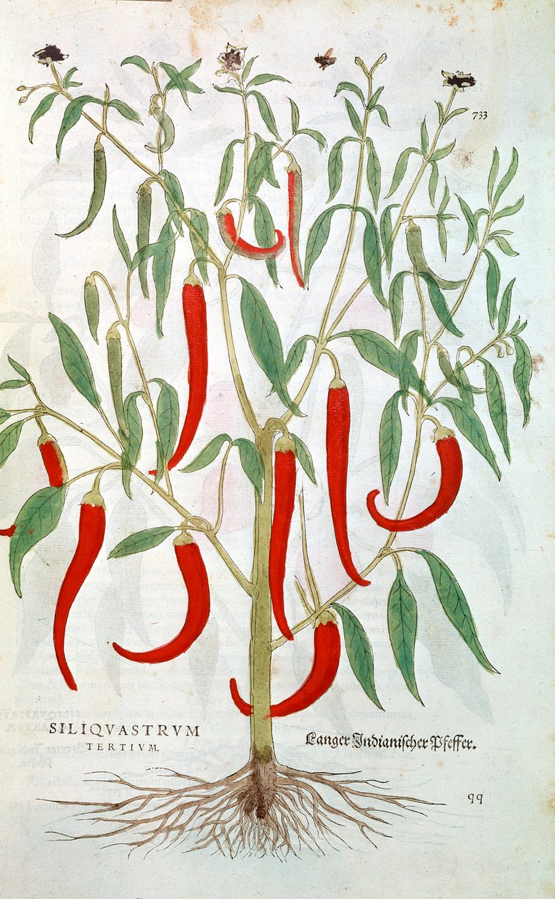 Cayenne-pippurikasvi Capsicum, 1500-luku tekijältä Unbekannt
