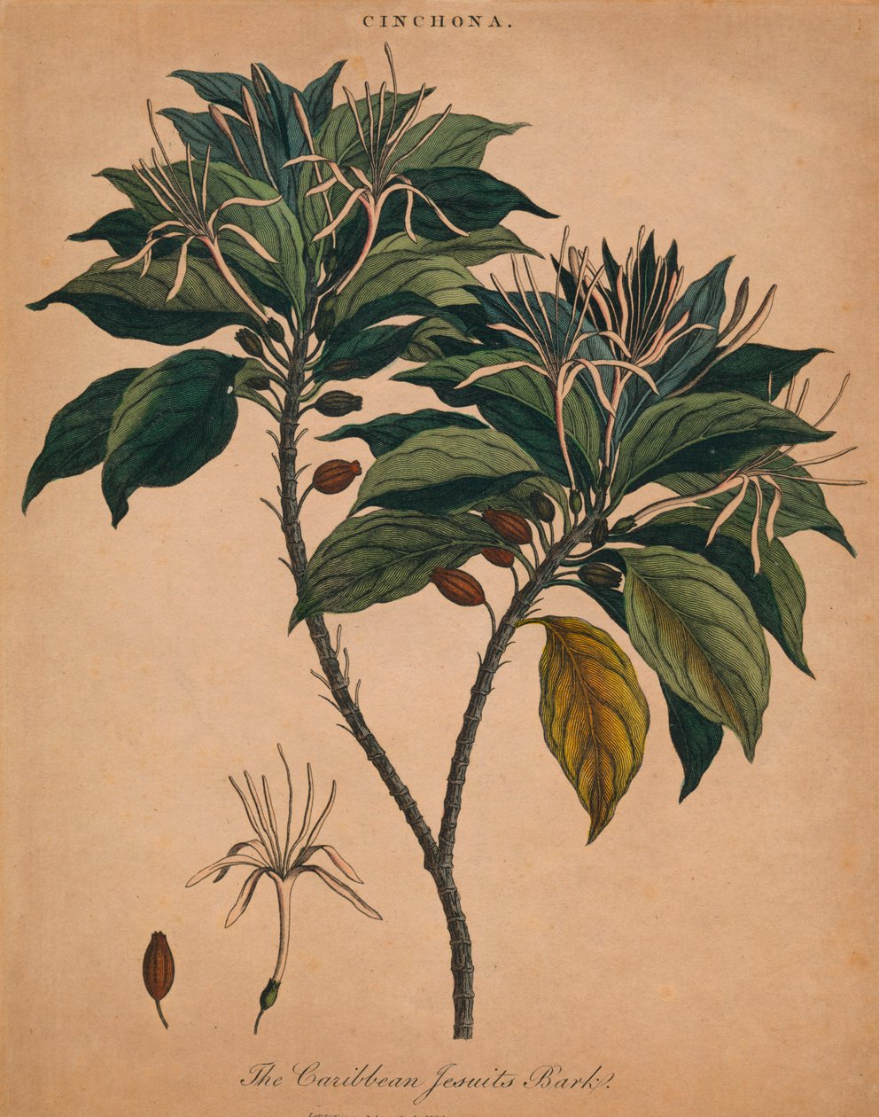 Kiinankuori. The Caribbean Jesuits Bark, 1801. tekijältä Unbekannt