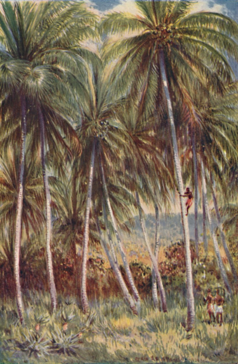 Kookospähkinäpalmuja Northern Queenslandissa, 1923. tekijältä Unbekannt