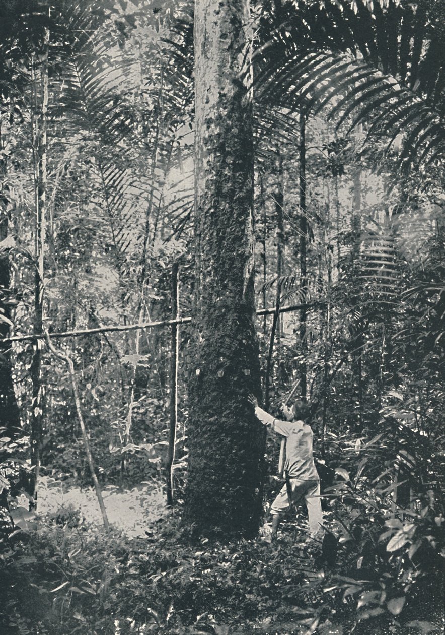 Keräilykumia, 1916 tekijältä Unbekannt