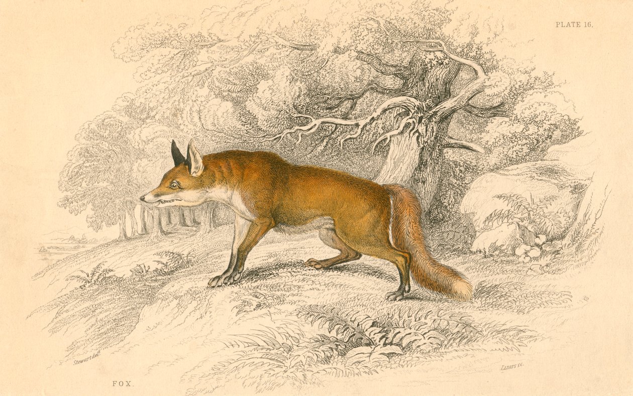 Tavallinen tai punakettu Vulpes vulpes, 1828 tekijältä Unbekannt