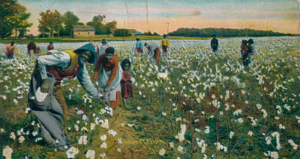 Cotton Picking, Augusta, Georgia, c1900 tekijältä Unbekannt