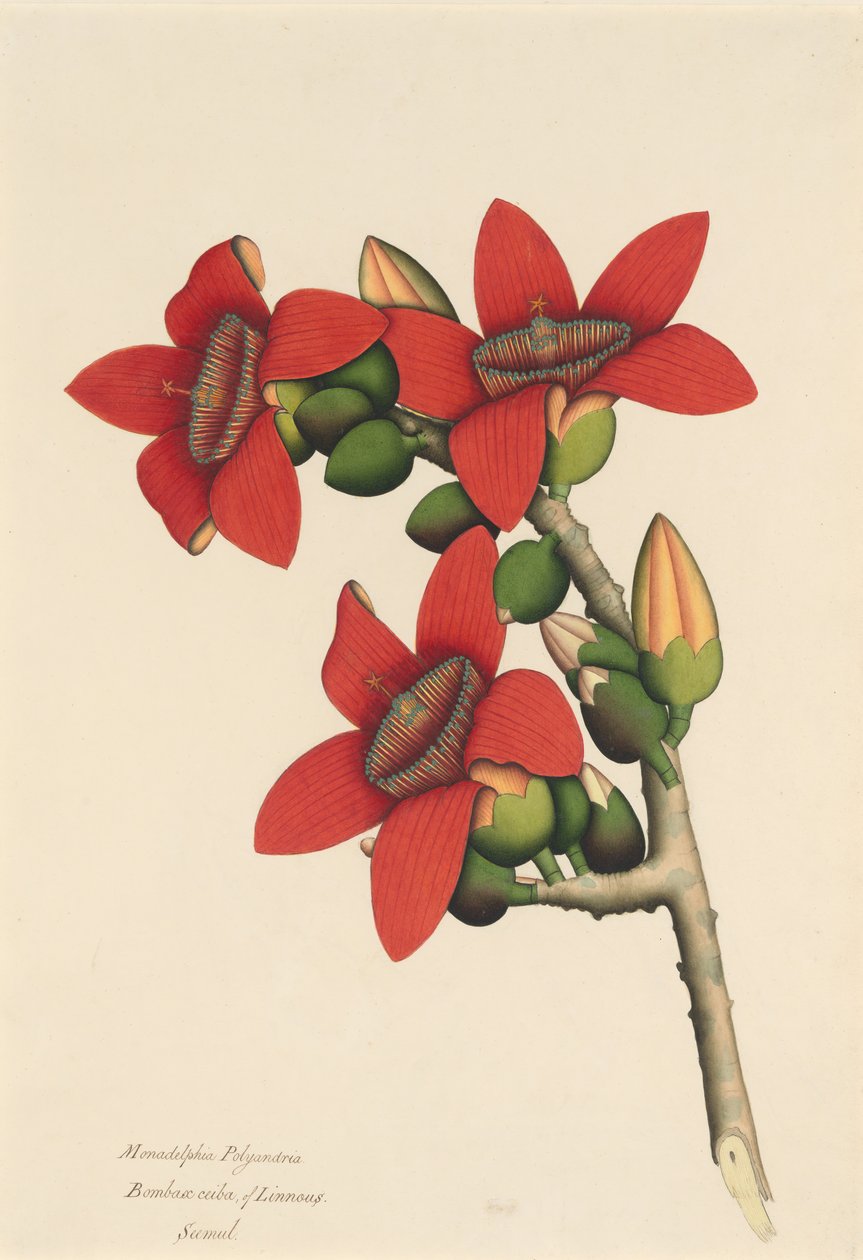 Cotton Tree Flowers, n. 1800-1805. tekijältä Unbekannt