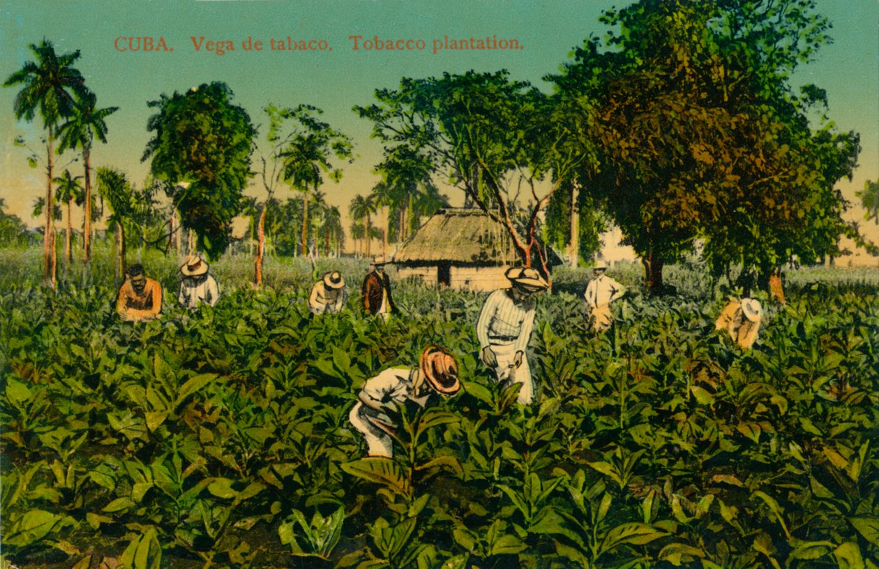 Kuuba. Tupakka viiniköynnös. Tupakkaviljelmä, 1920-luku tekijältä Unbekannt