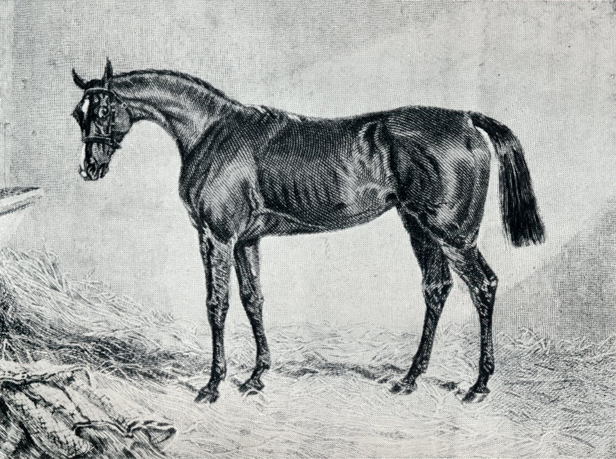 Cyprianus, 1800-luku, 1911 tekijältä Unbekannt