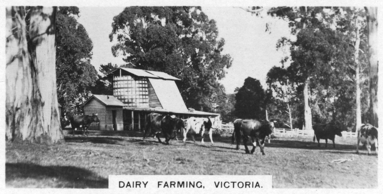 Maidonviljely, Victoria, Australia, 1928 tekijältä Unbekannt